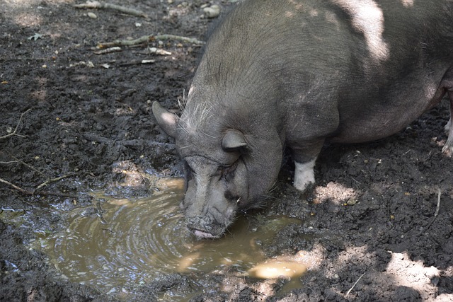 为复杂的对 为复杂的对